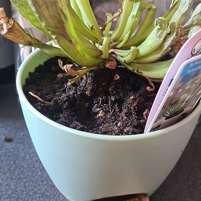 Photo of the plant species Juthatip Soper Pitcher Plant by @SocialWasabi named Mollie on Greg, the plant care app