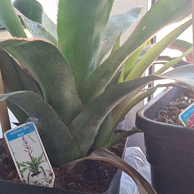 Photo of the plant species Blue Rain Bromeliad by @SocialWasabi named Sanders on Greg, the plant care app