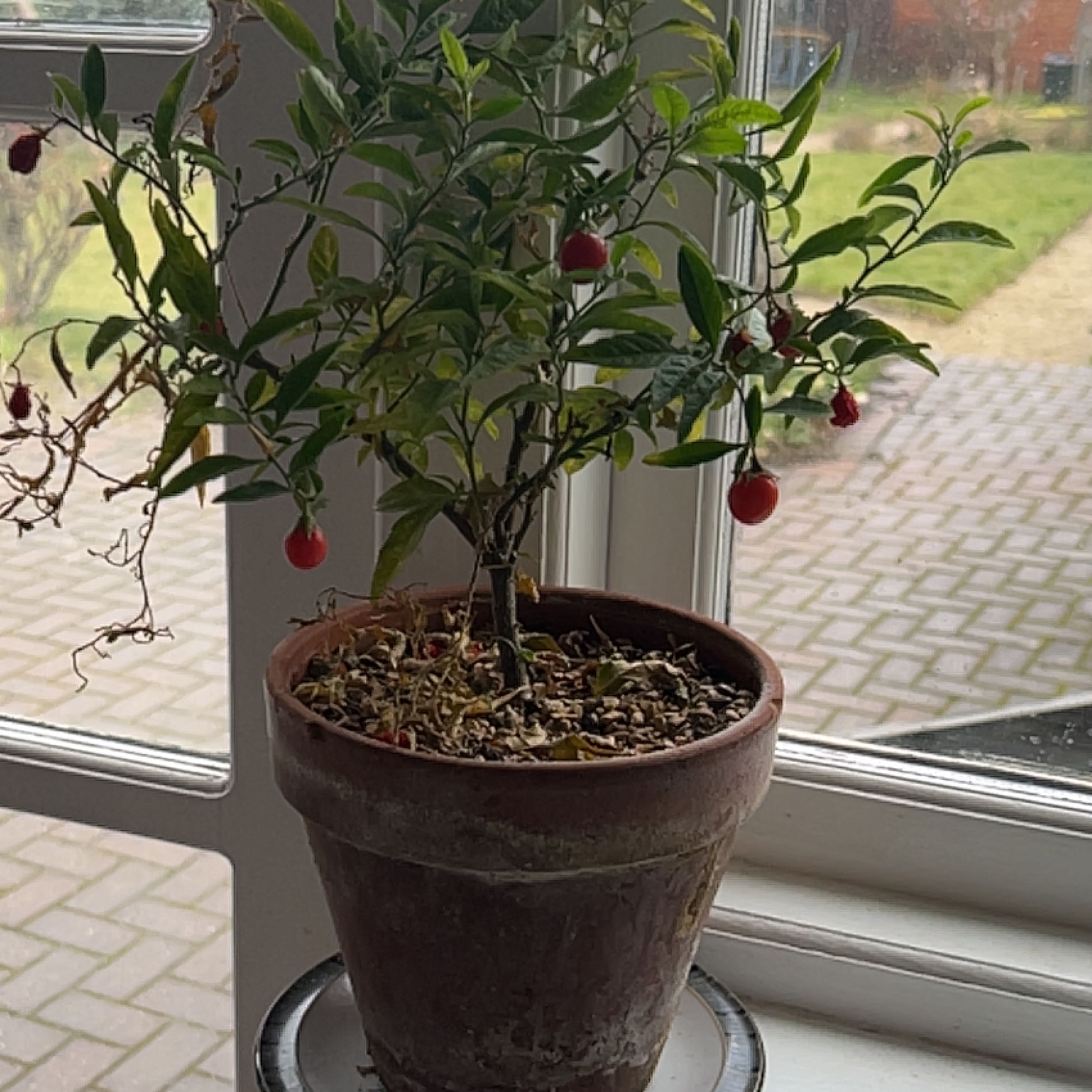 Potted Jerusalem Cherry plant with green leaves and red berries, some leaves wilting.