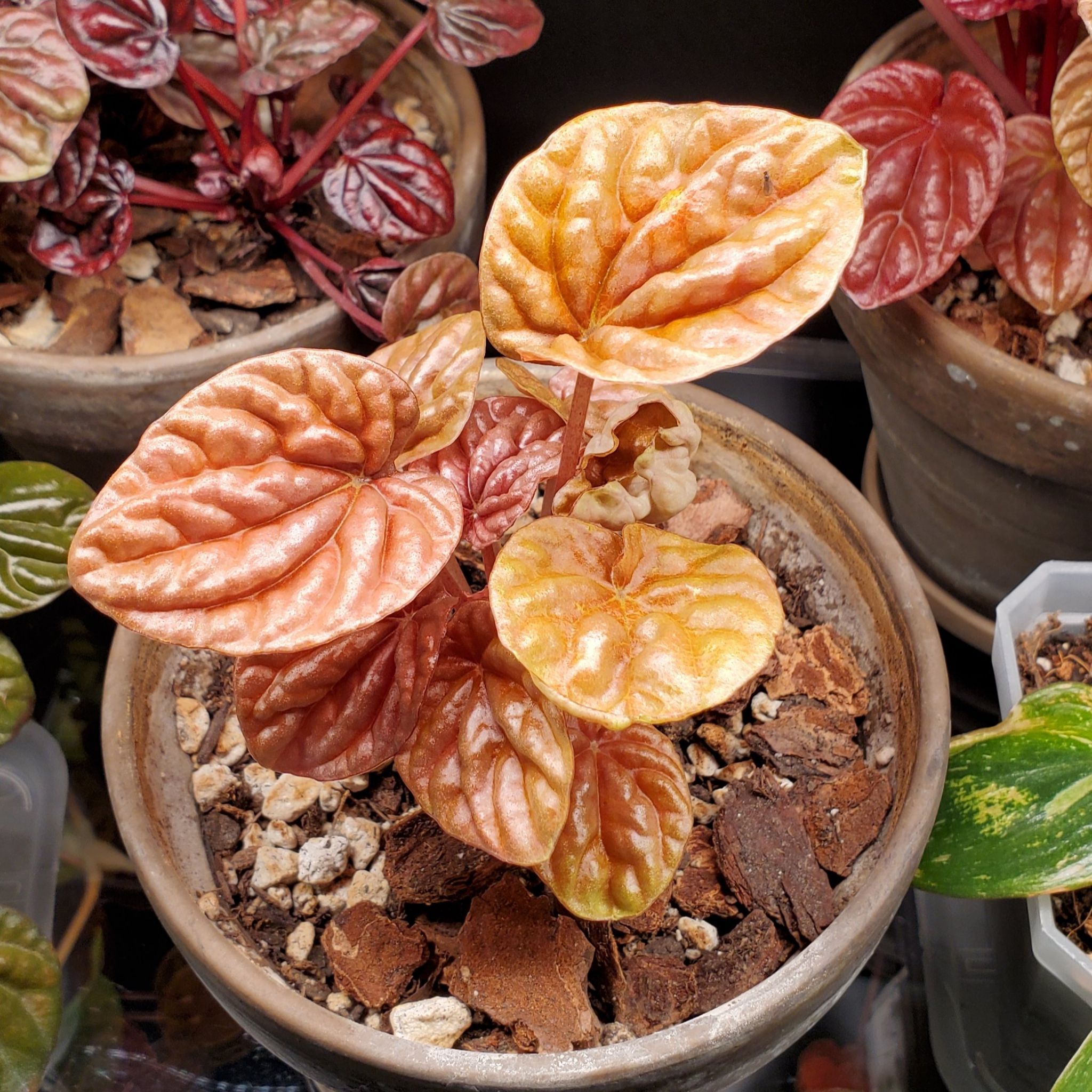 Photo of the plant species Quito by @LastingIvygourd named Taniel on Greg, the plant care app