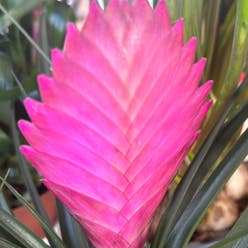 Pink Quill plant