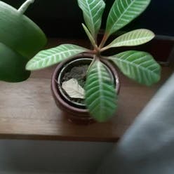 Madagascar Jewel plant