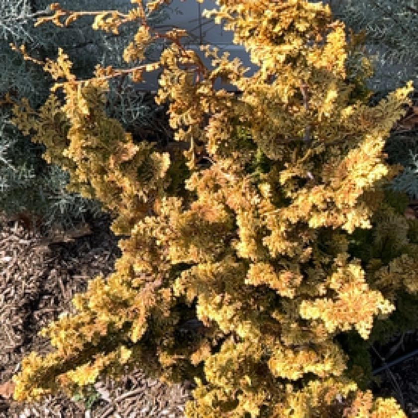 Photo of the plant species Pelargonium alternans by @ForemostAtom named Zion on Greg, the plant care app