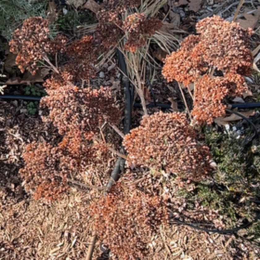 Photo of the plant species St. Catherine's Lace by @ForemostAtom named Aristotle on Greg, the plant care app