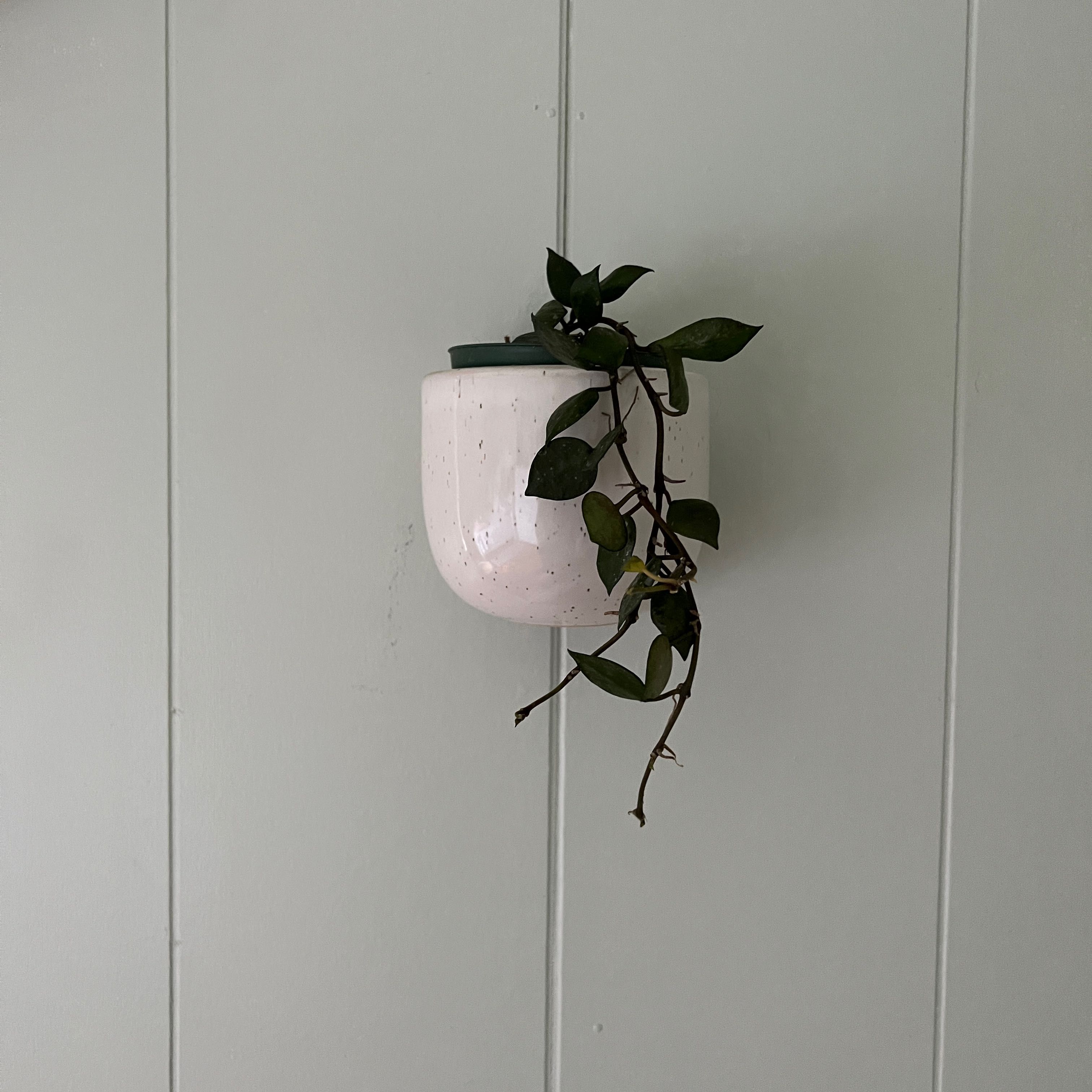Hoya krohniana black plant in a white pot mounted on a wall.