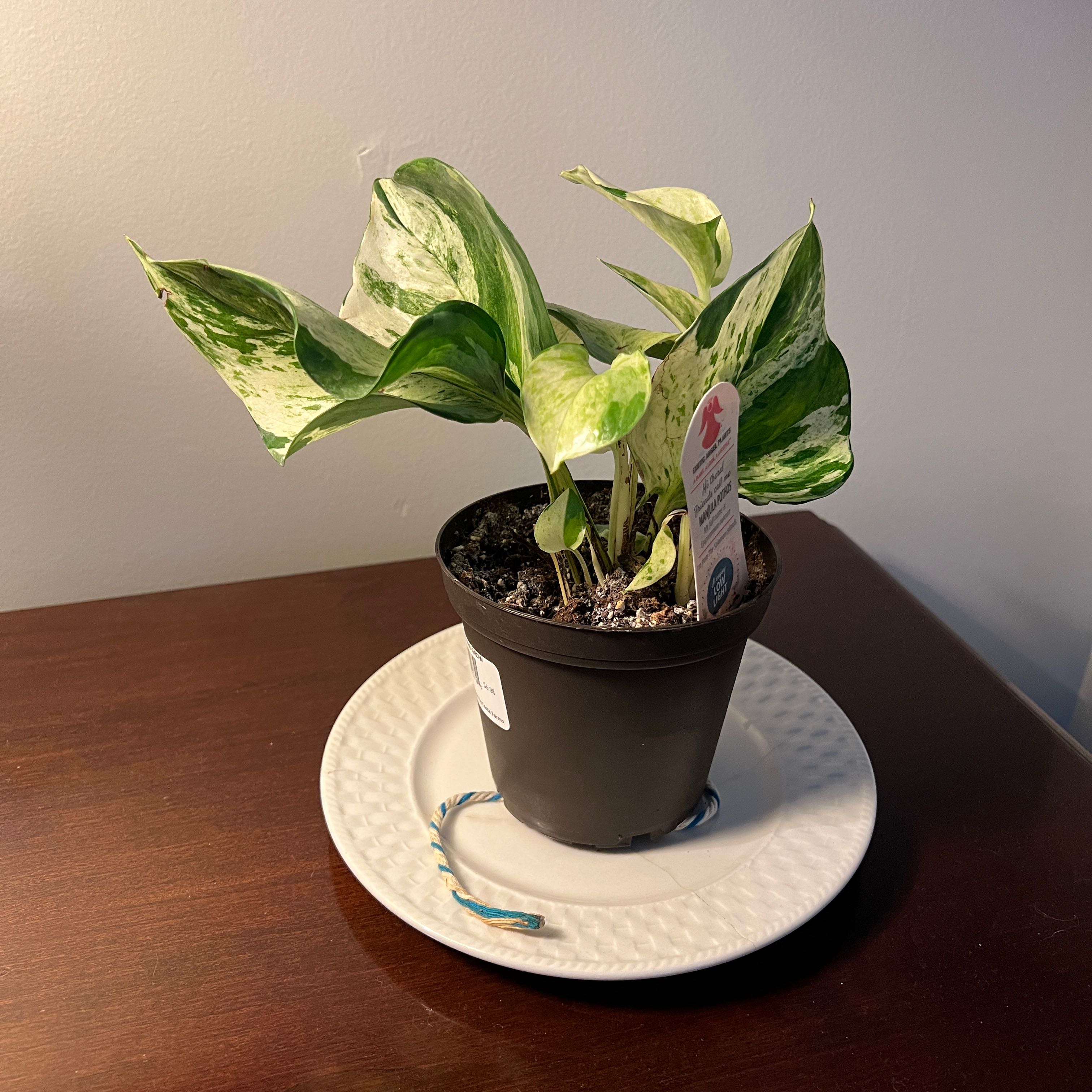 Potted Manjula Pothos plant with variegated leaves on a white plate.