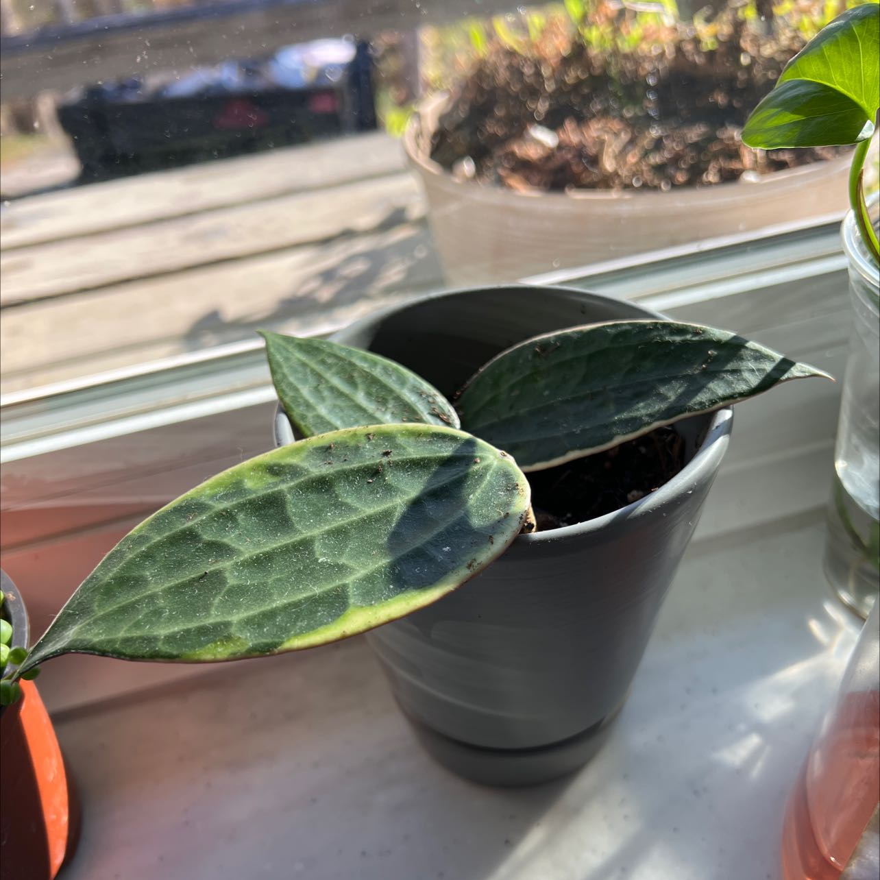 Hoya macrophylla plant in a pot on a windowsill with healthy patterned leaves.