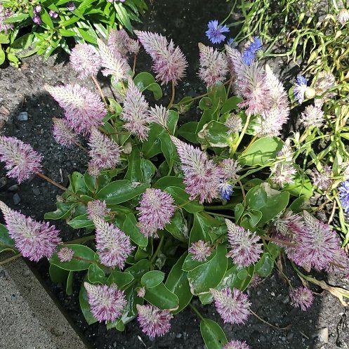 Photo of the plant species Pink Mulla Mulla by @NeatBlackhaw named Lavender on Greg, the plant care app