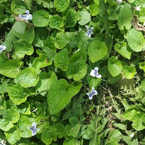 Photo of the plant species Viola Banksii by @NeatBlackhaw named Oscar on Greg, the plant care app