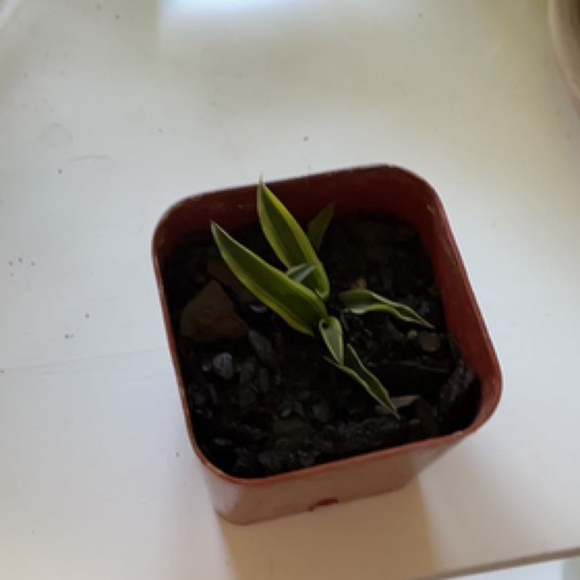 Photo of the plant species Spider Plant 'Variegatum’ by @SavantAnthemis named Hobie on Greg, the plant care app