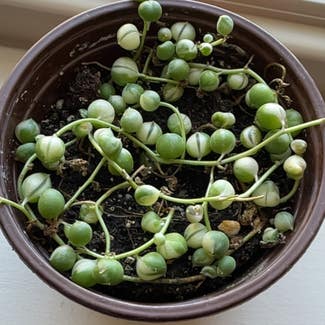 Variegated String of Pearls plant in Flagstaff, Arizona