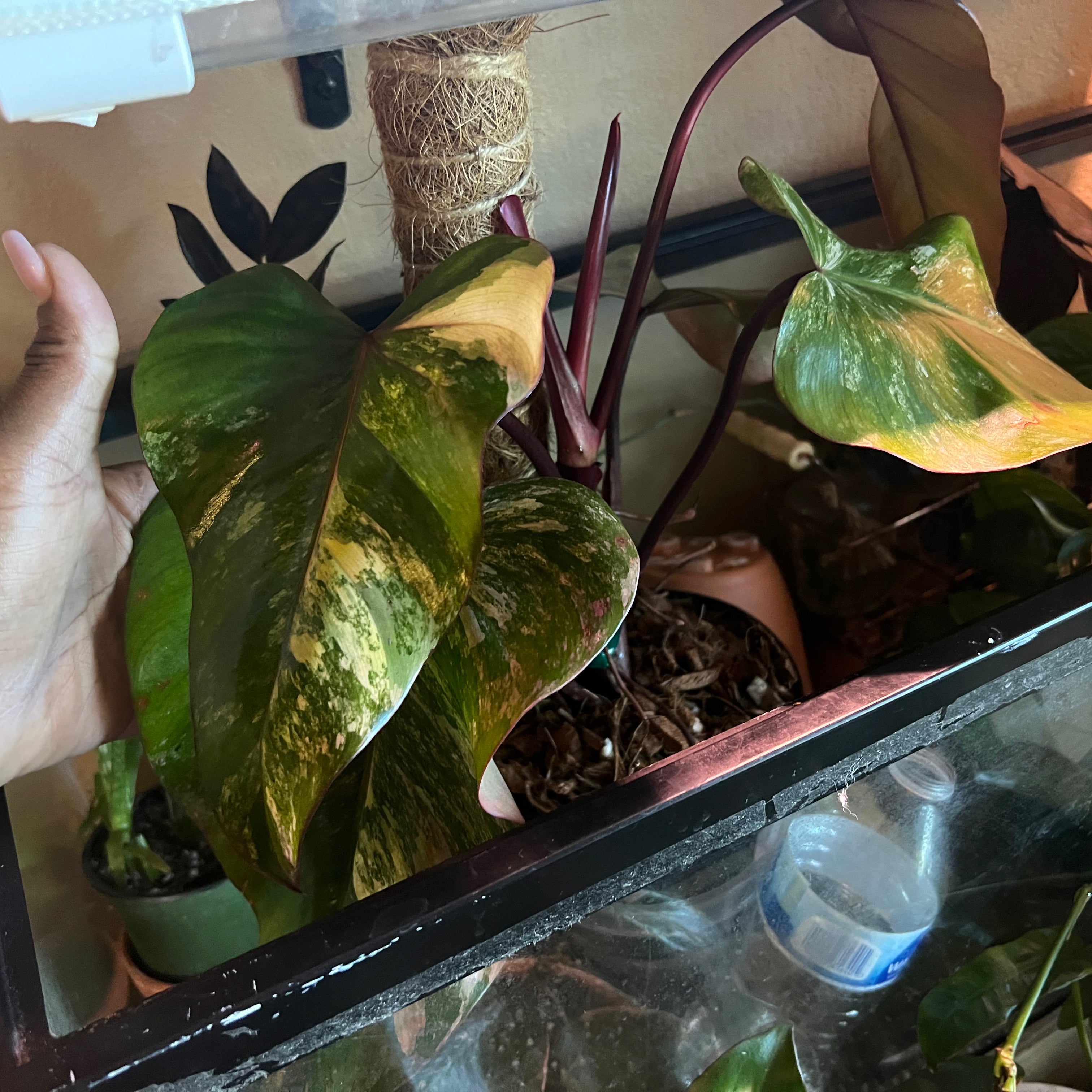 Philodendron 'Strawberry Shake' with variegated leaves showing yellowing and browning, in a pot with visible soil.