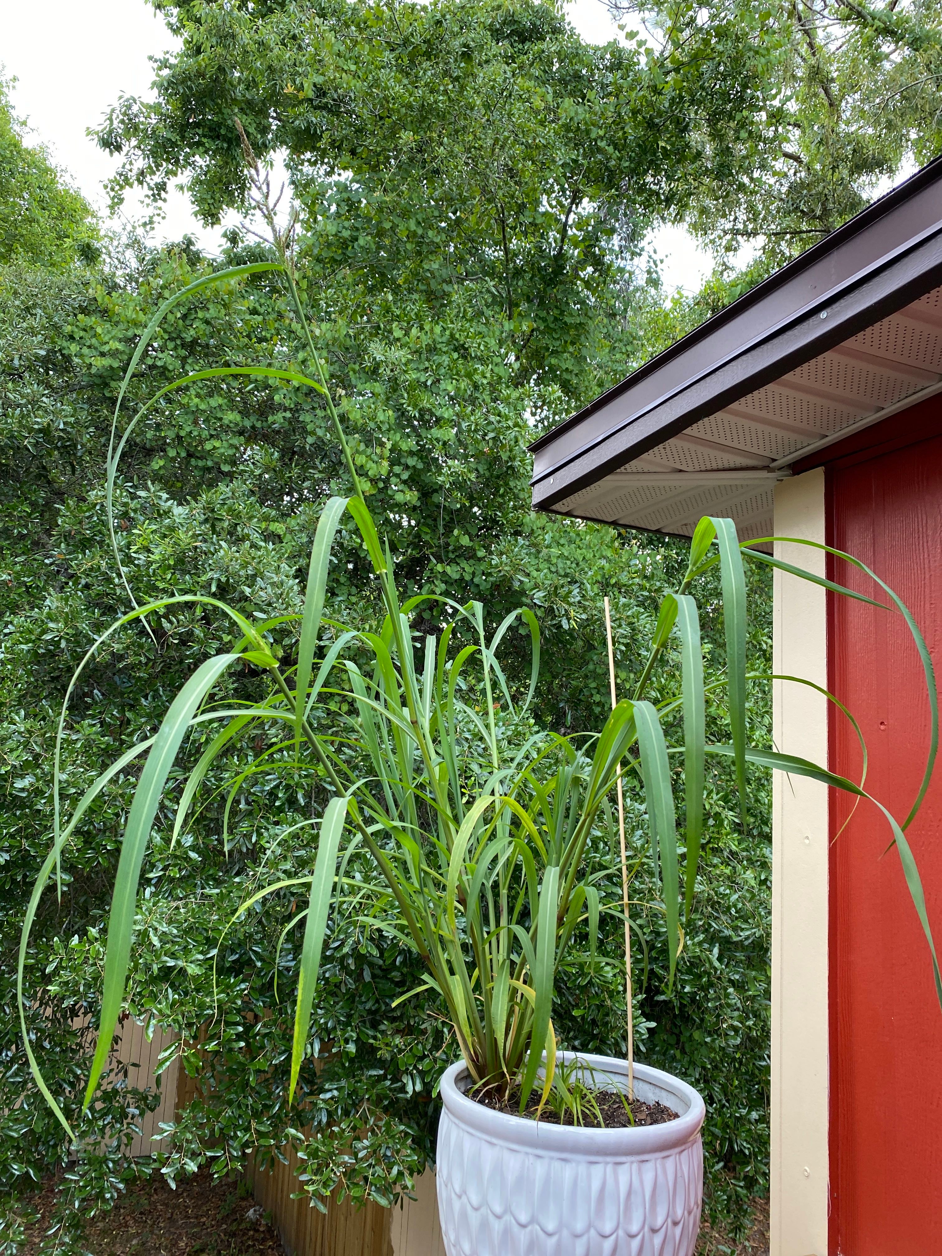 🌸 Everything You Need to Know to Grow English Charm Iris