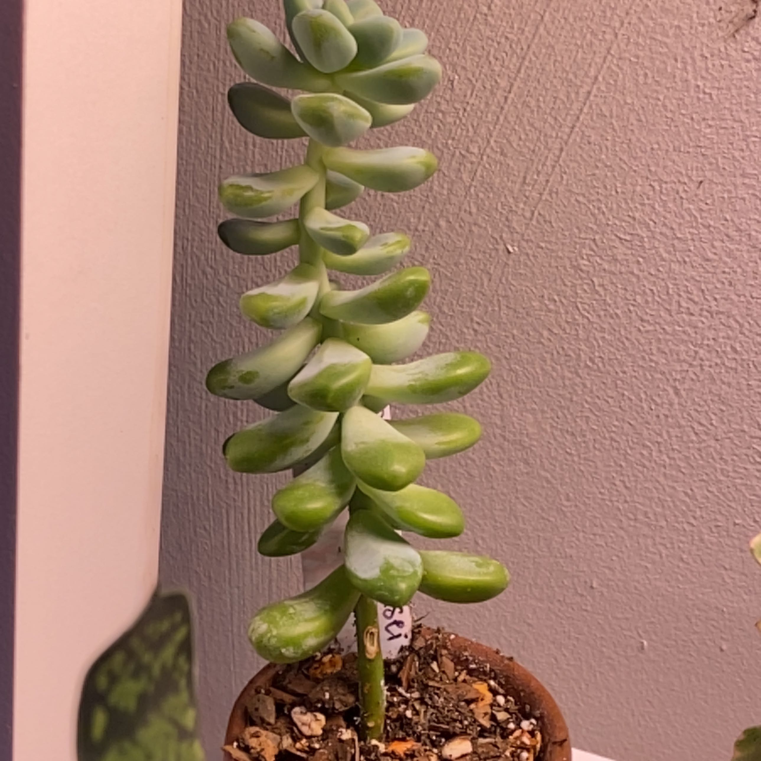 Sedum treleasei plant in a small pot, healthy with visible soil.