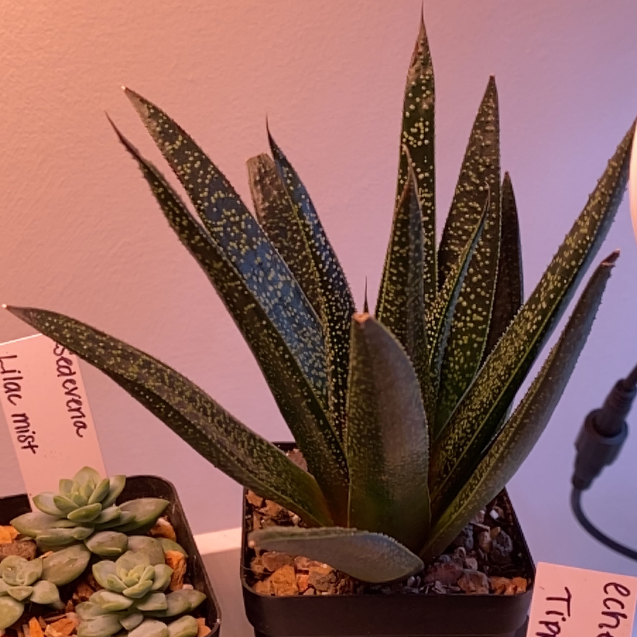 Gasteraloe 'Flow' plant with green, speckled leaves in a pot. Soil is visible.