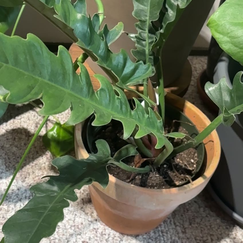 Photo of the plant species Philodendron Narrow Tiger Tooth by @CalmingAjwain named Sawbones on Greg, the plant care app