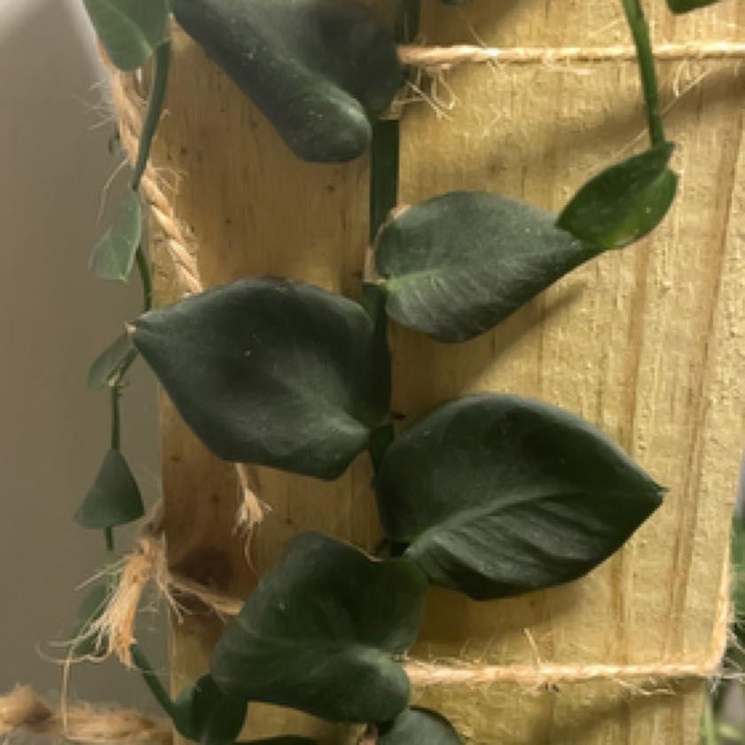 Photo of the plant species rhaphidophora korthalsii thai constellation by @OrnamentalFord named Fernie Mercury on Greg, the plant care app