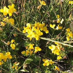 Photo of the plant species Bird's-Foot Trefoil by @CopaceticNeslia named LiloStitch on Greg, the plant care app