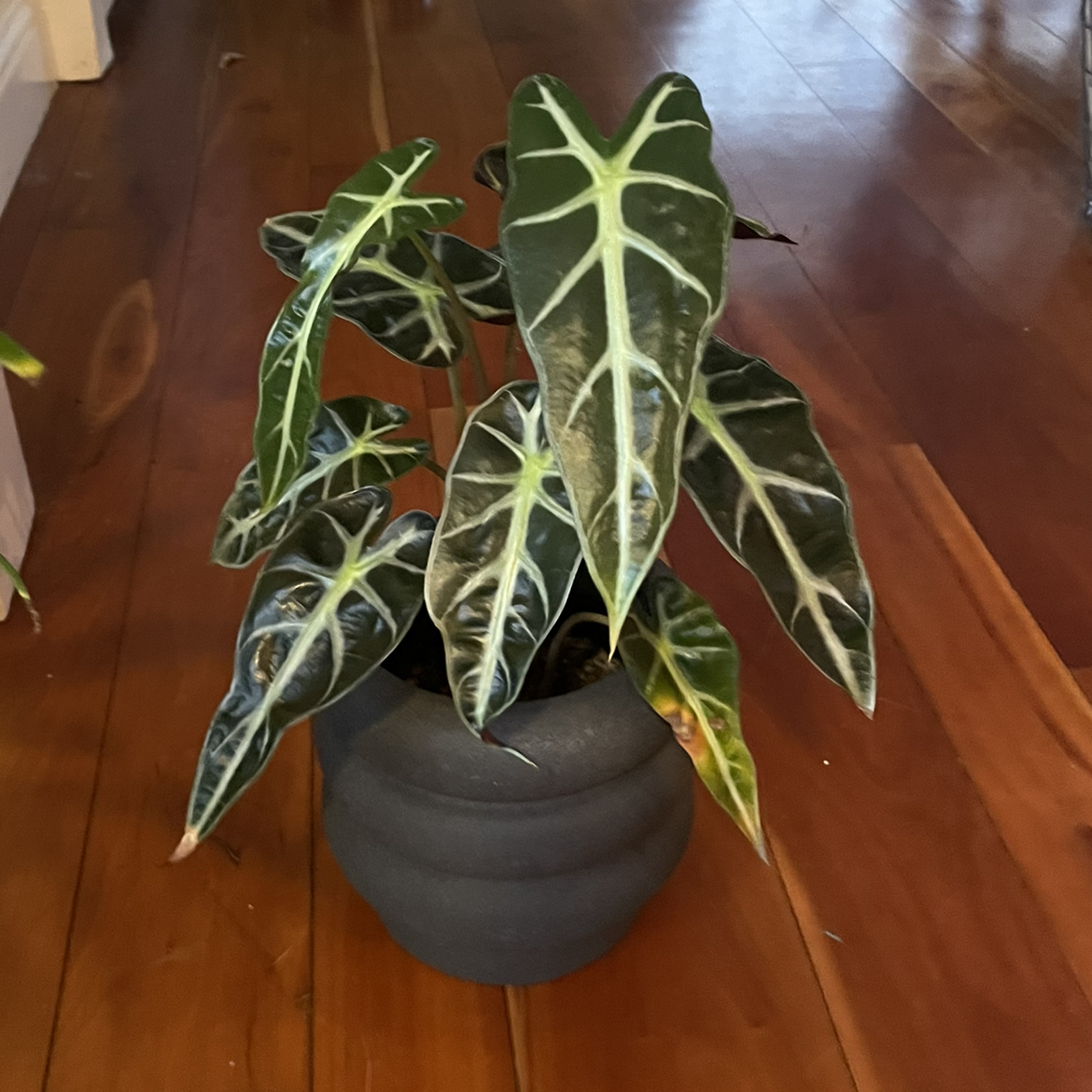 Alocasia Polly Plant uploaded to the Greg plant app by @SharpKhakiweed