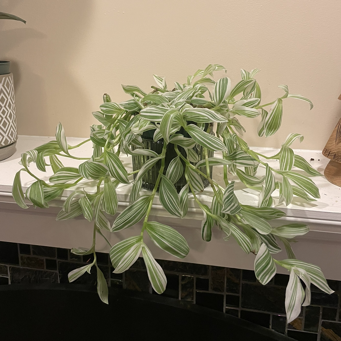 Tradescantia albiflora 'Albovittata' plant with healthy green and white striped leaves on an indoor shelf.