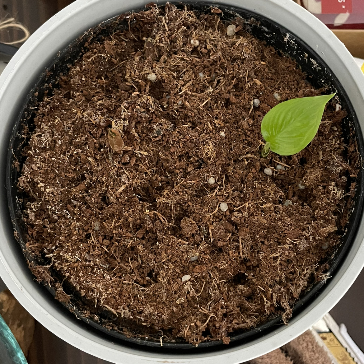 Young Xanthosoma Angel wings plant in a pot with visible soil and a single green leaf.