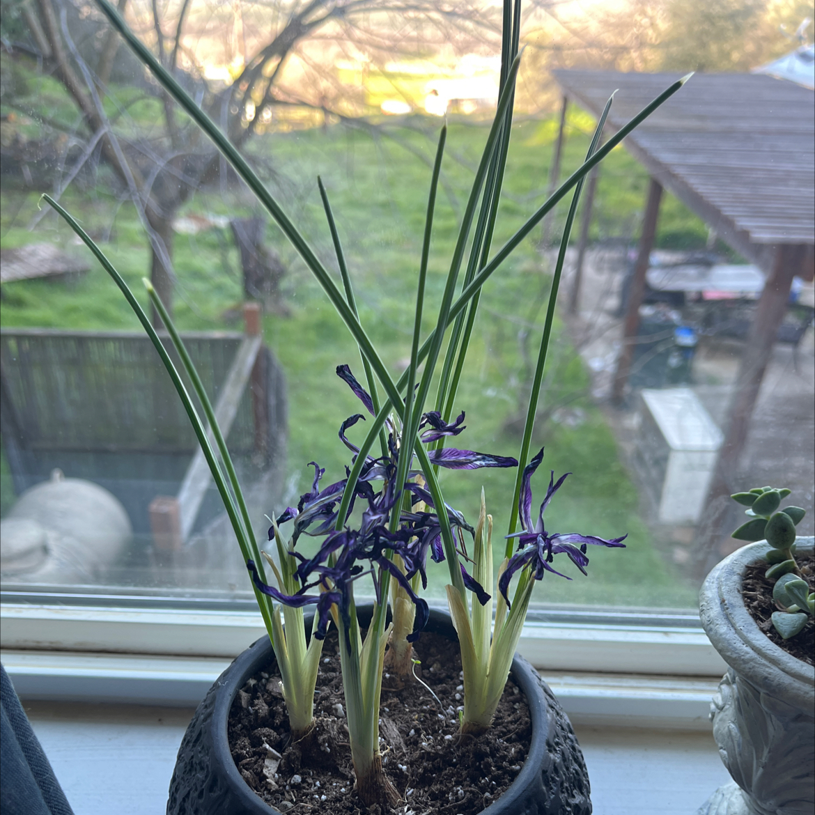 Potted Big Blue Lilyturf with purple flowers on a windowsill.