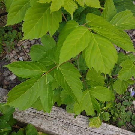 Photo of the plant species California Boxelder Maple by @headyf76 named Miley on Greg, the plant care app