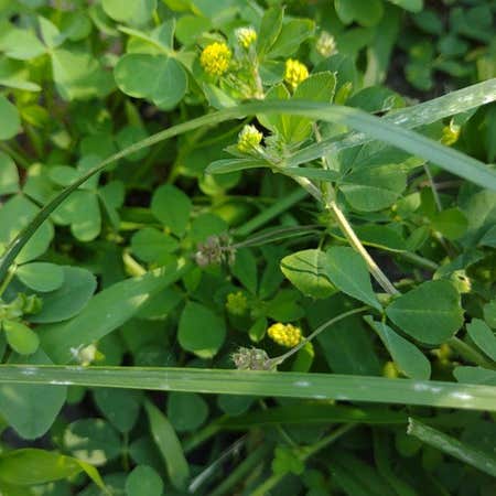 Photo of the plant species Black Medick by @headyf76 named Achilles on Greg, the plant care app