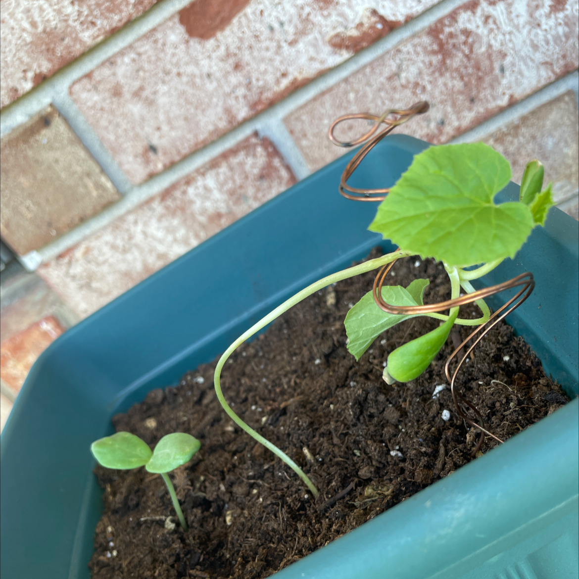 Young melon plant in a blue container with soil, showing green leaves and a long, thin stem.