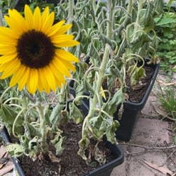 Common Sunflower plant