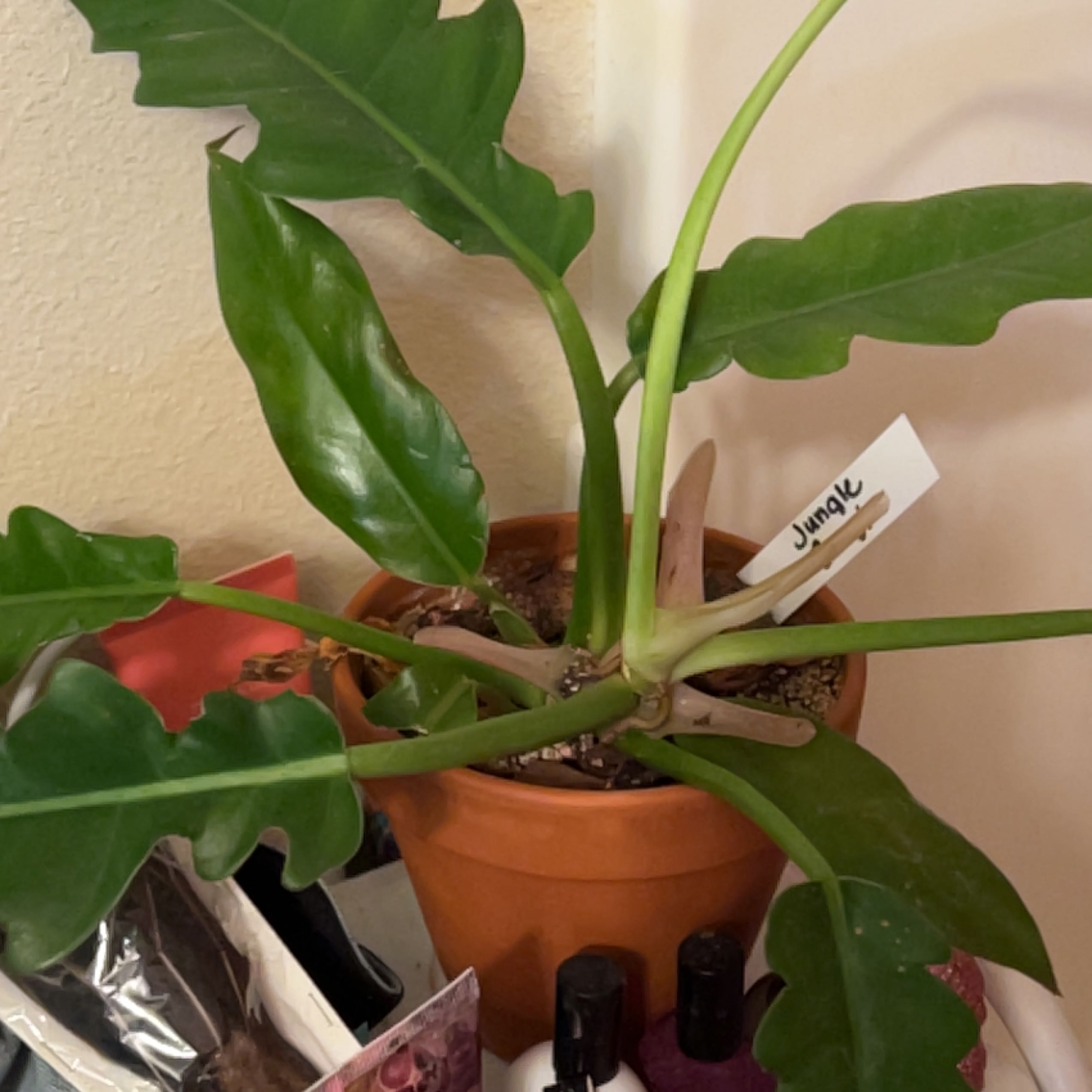 Tiger Tooth Philodendron in a pot with green leaves and visible soil.