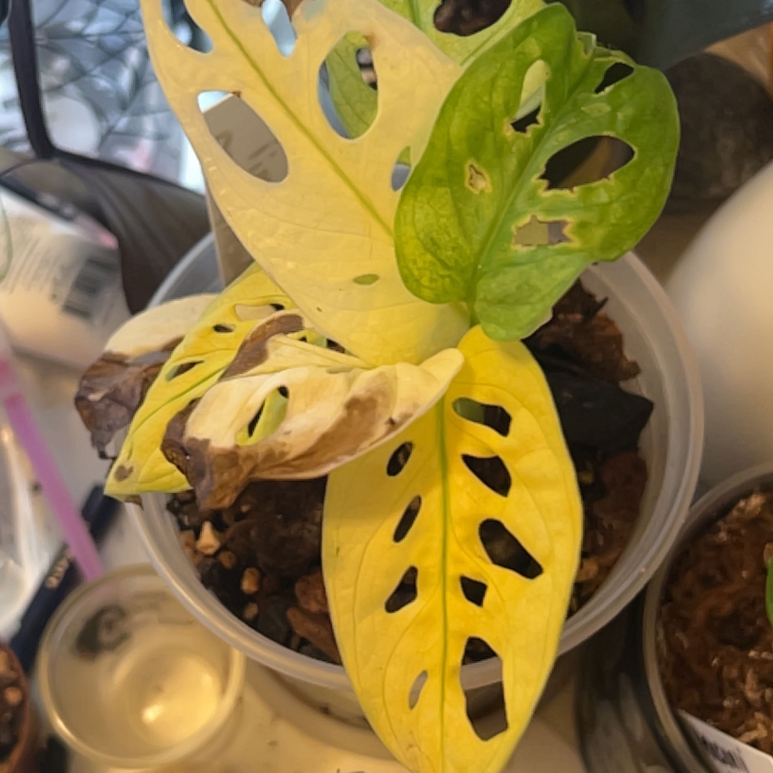 Photo of the plant species Archipelago Swiss Cheese Plant by @XxPunkPenguinxX named Plato on Greg, the plant care app