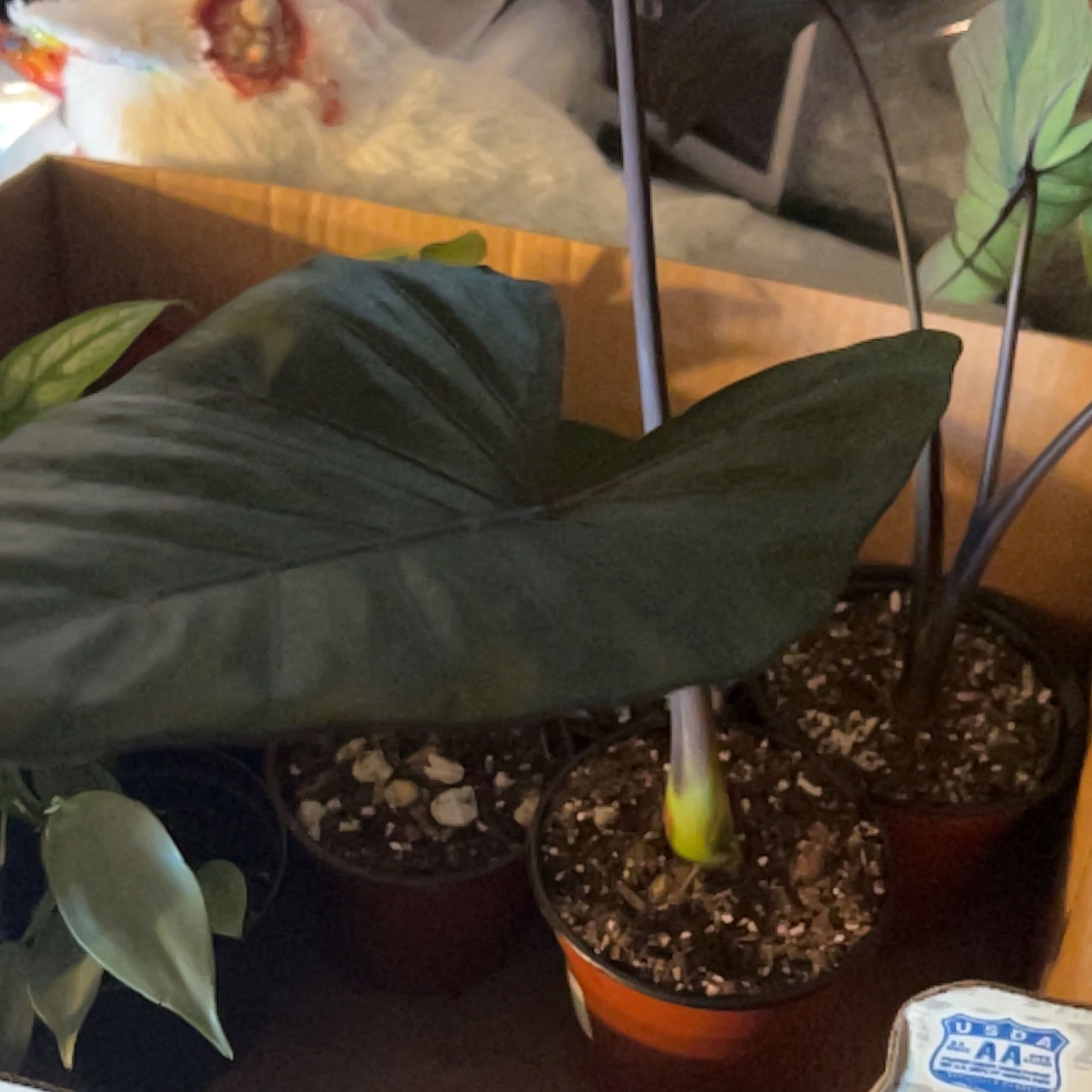 Photo of the plant species Metal Head Alocasia by @XxPunkPenguinxX named Kylie on Greg, the plant care app