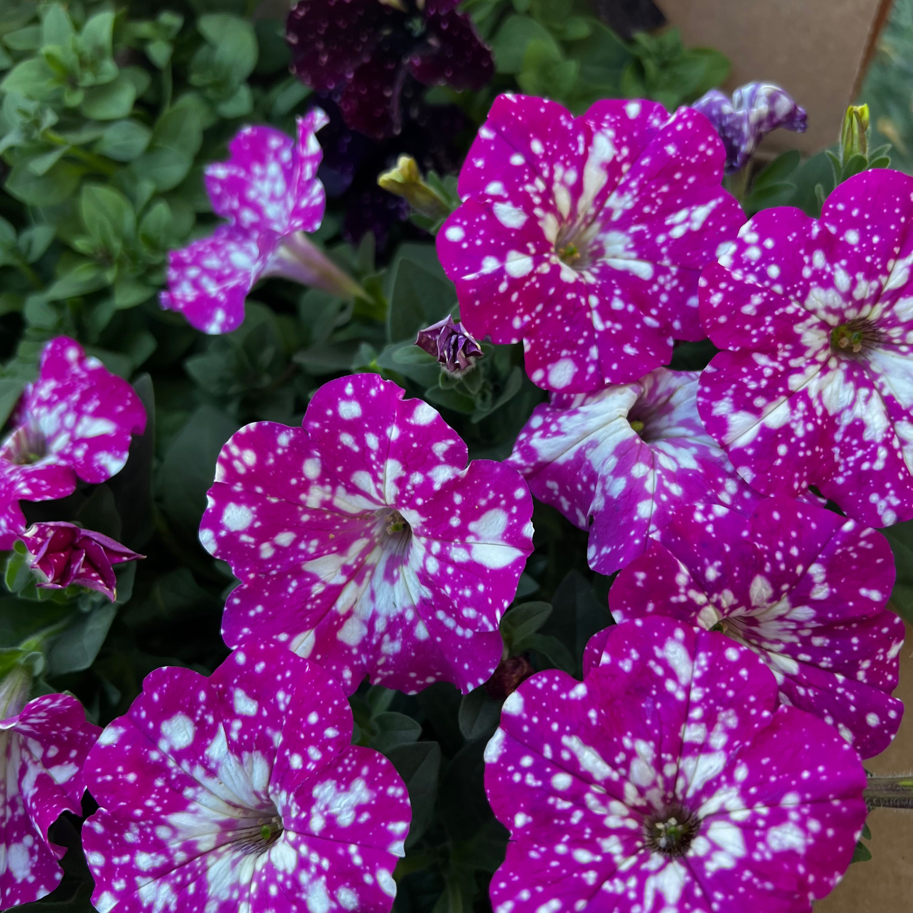 Night Sky Petunia with vibrant purple flowers speckled with white spots.