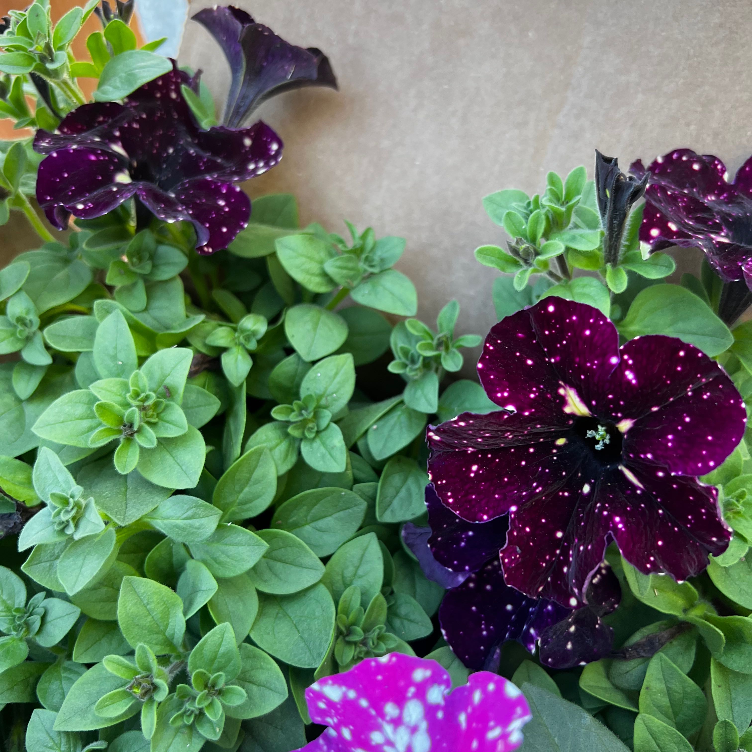 Night Sky Petunia with dark purple flowers speckled with white spots and vibrant green leaves.