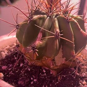 Photo of the plant species Fire Barrel Cactus by @GladBanana named Girlfrond on Greg, the plant care app
