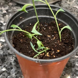 String of Dolphins plant in Somewhere on Earth