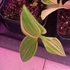 green and white tradescantia plant