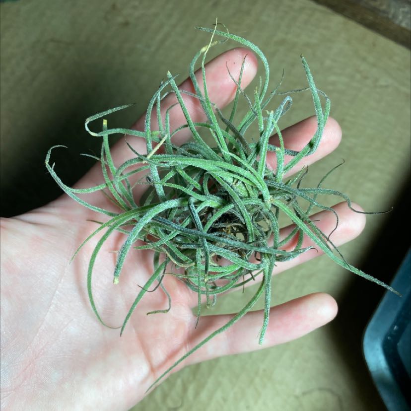 Photo of the plant species Small Ballmoss by @CallieC123 named Orlando on Greg, the plant care app