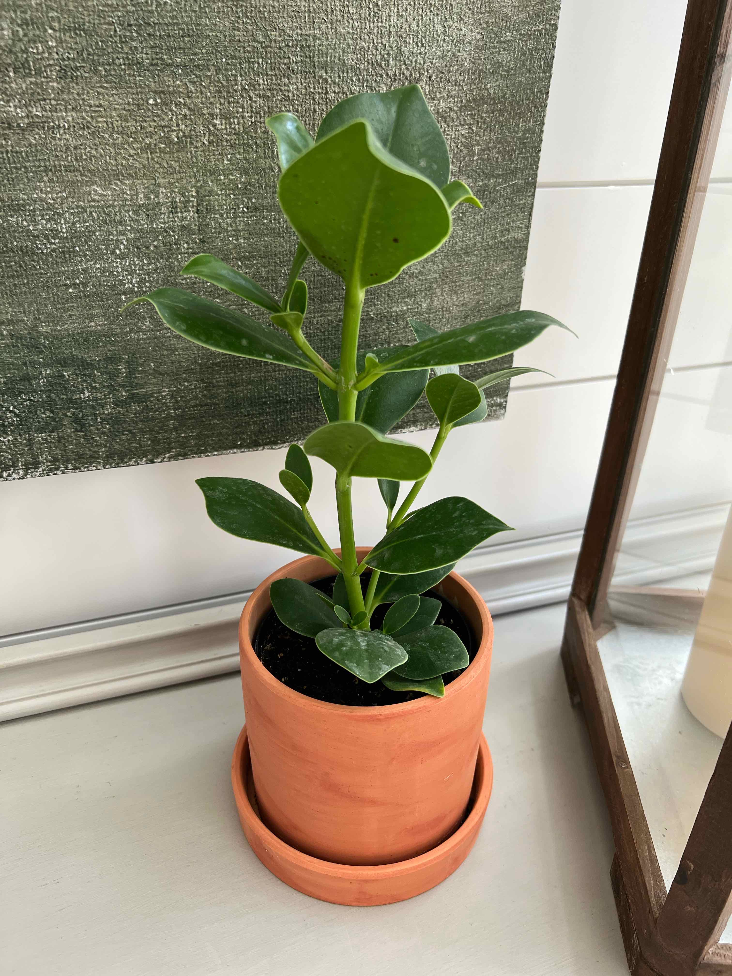 A healthy Natal Plum plant in a terracotta pot with green leaves.