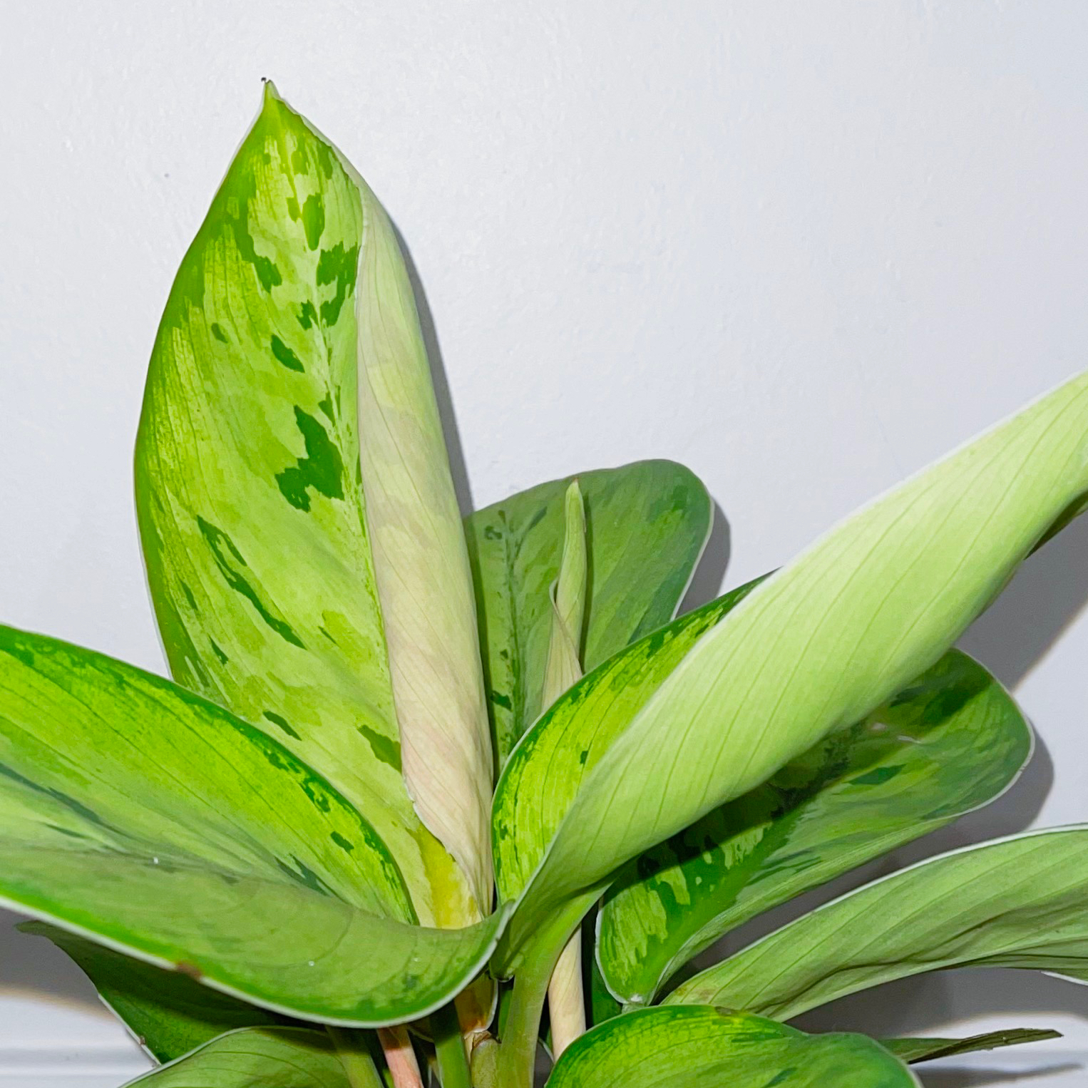 Homalomena 'Selby' plant with large, variegated green leaves.