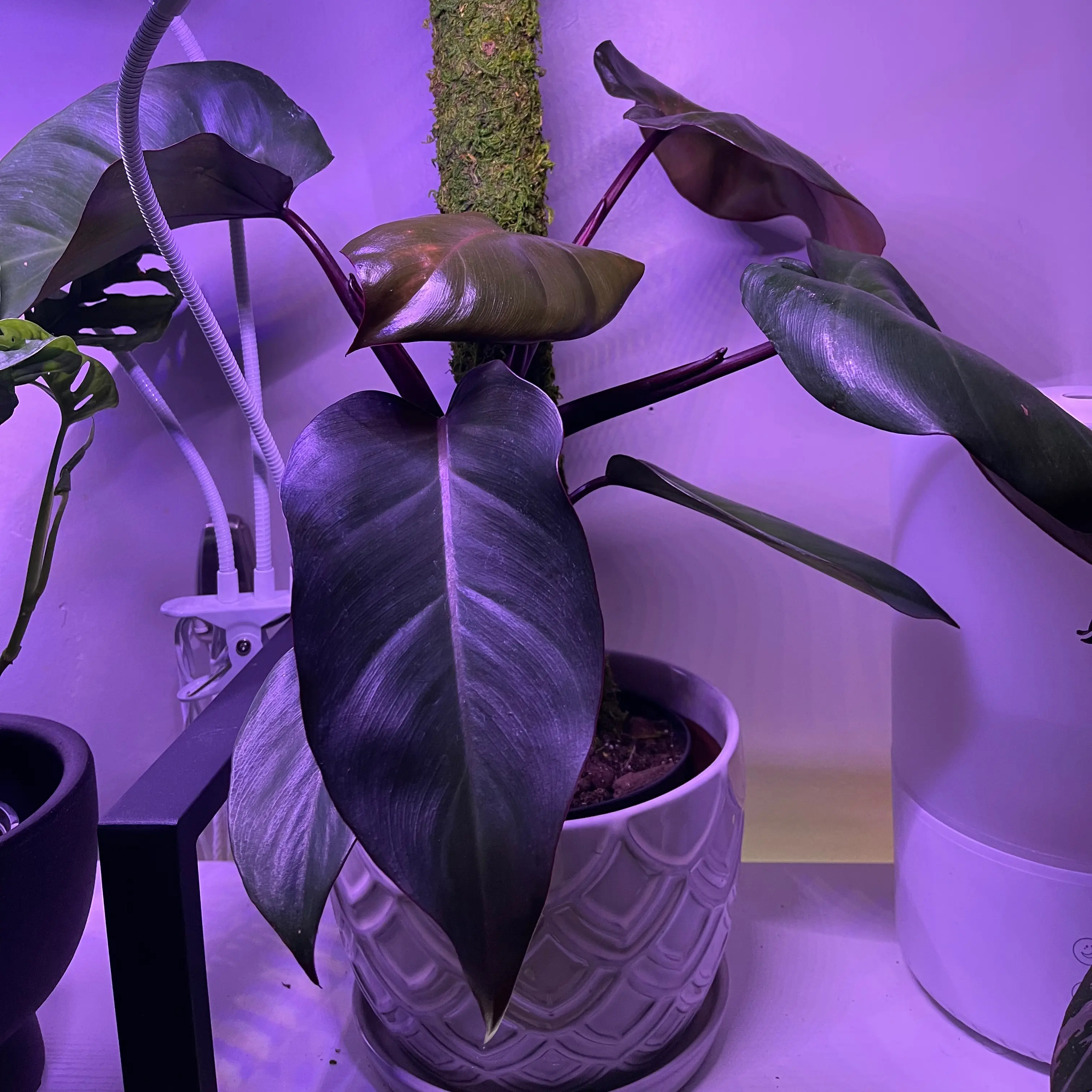 Philodendron 'Summer Glory' plant in a decorative pot, healthy leaves, well-framed.