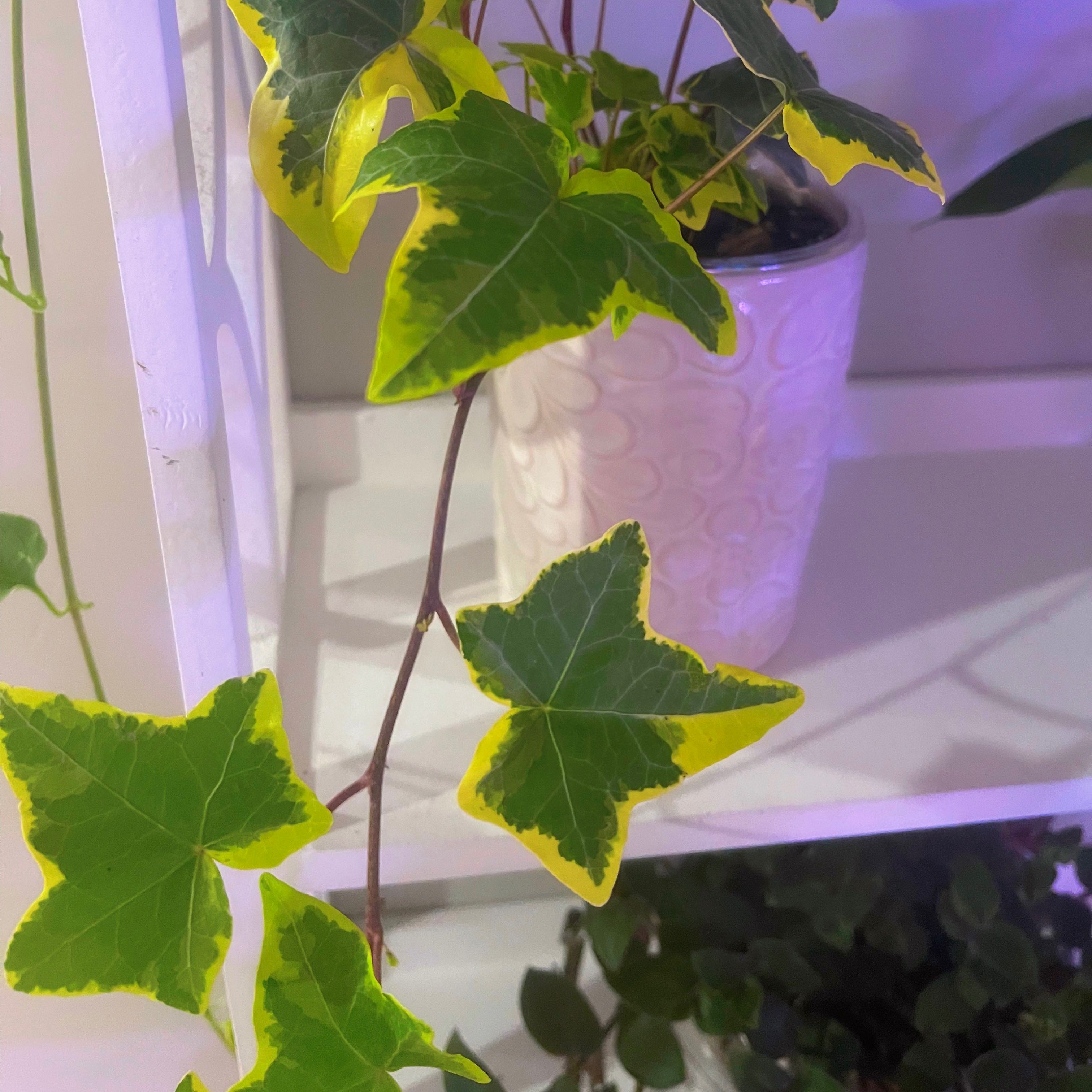 English Ivy 'Goldchild' with variegated leaves in a white pot on a shelf.