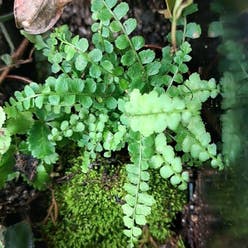 Green Spleenwort plant