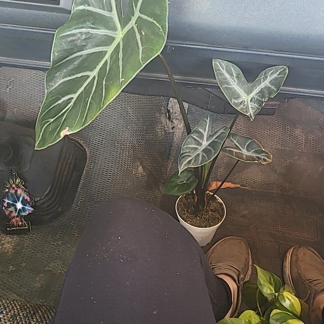 Photo of the plant species Alocasia 'Ebony' by @RoundKohleria named Michelle Branch on Greg, the plant care app