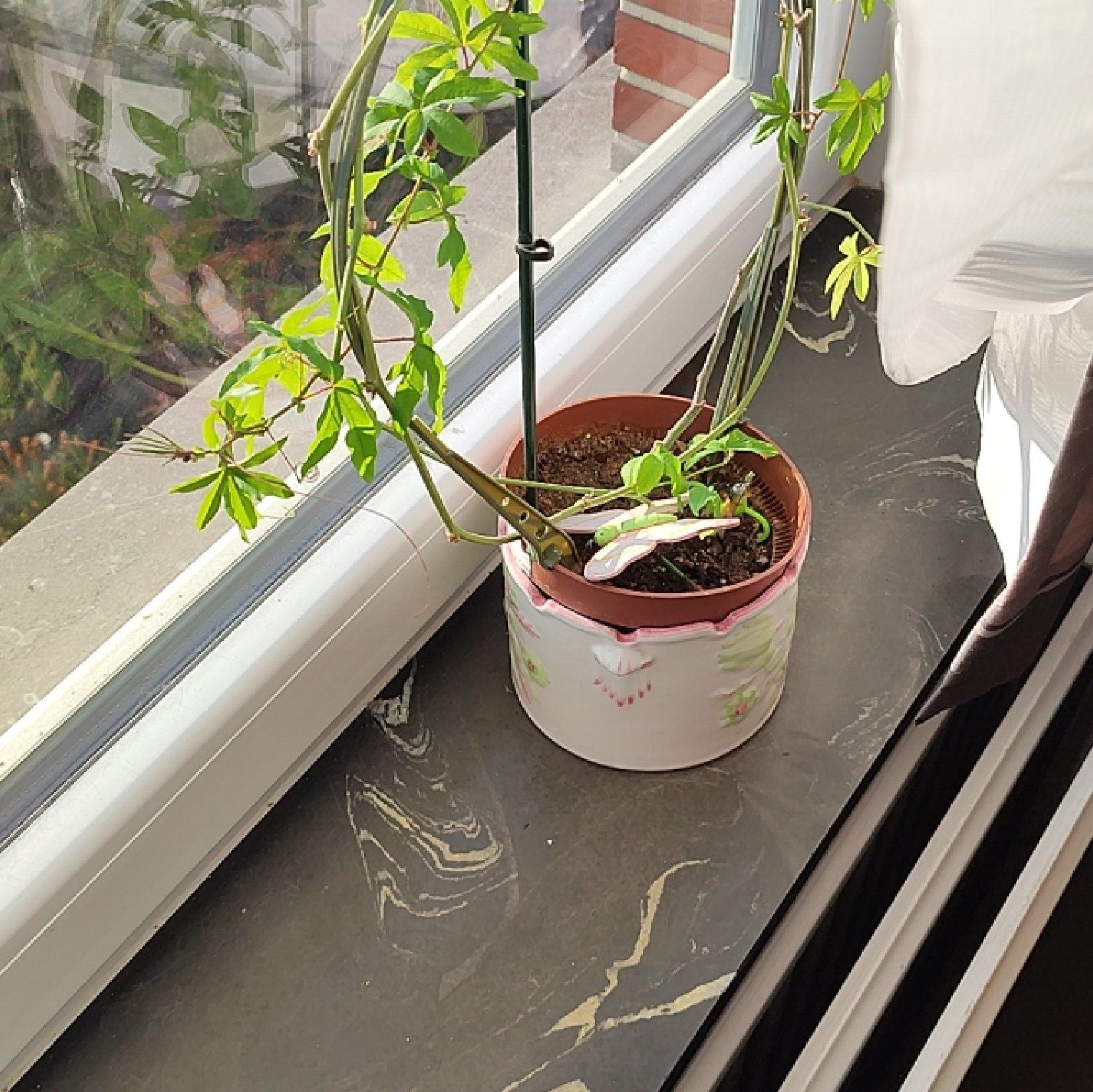 Potted Bluecrown Passionflower plant on a windowsill with visible soil and green leaves.