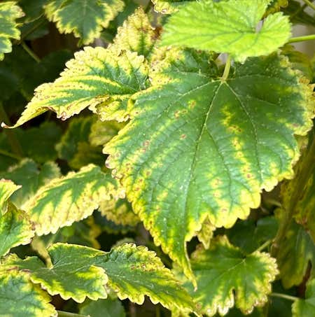 Photo of the plant species Humulus Lupulus by @GreatWatermint named Tolkien on Greg, the plant care app
