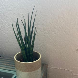 Cylindrical Snake Plant plant in Morro Bay, California