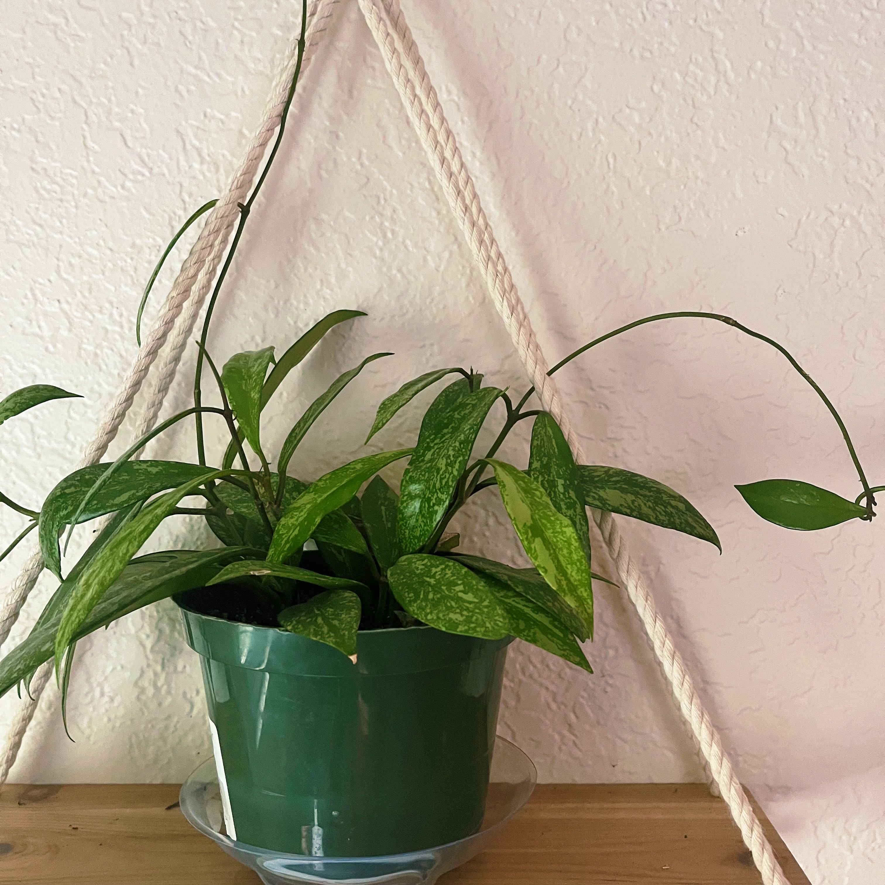 Hoya Pubicalyx plant in a green pot on a wooden surface with healthy green leaves.