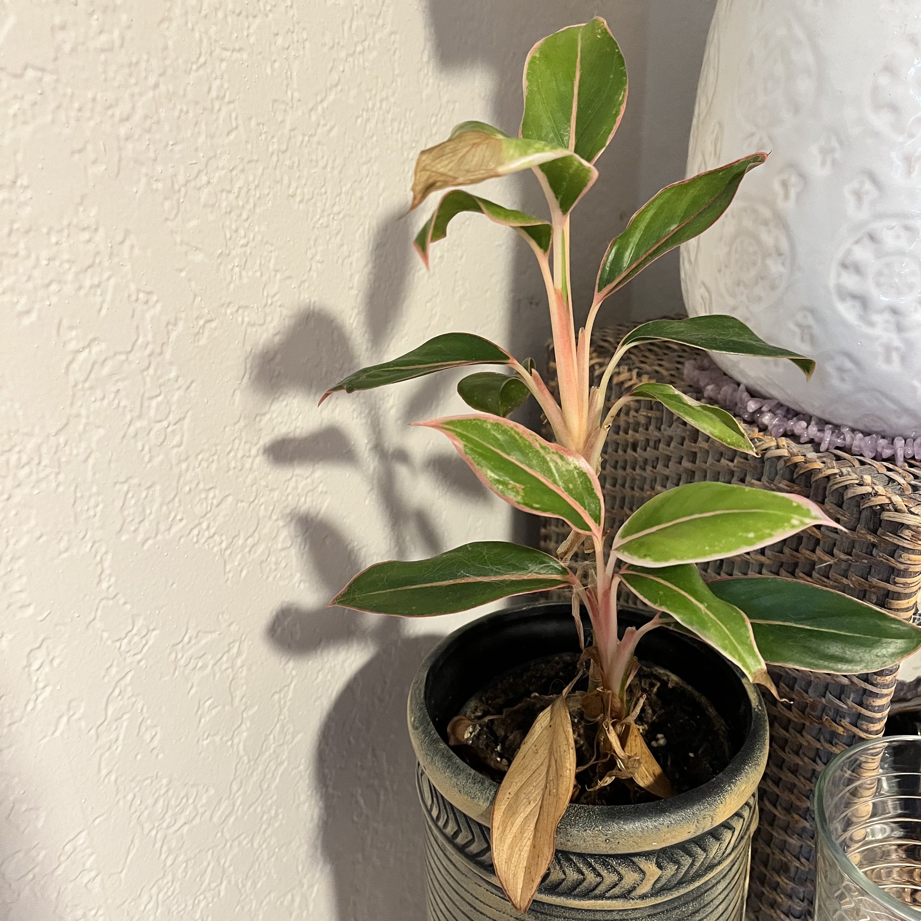 Red Siam Aurora Aglaonema plant in a decorative pot with some browning leaves at the base.